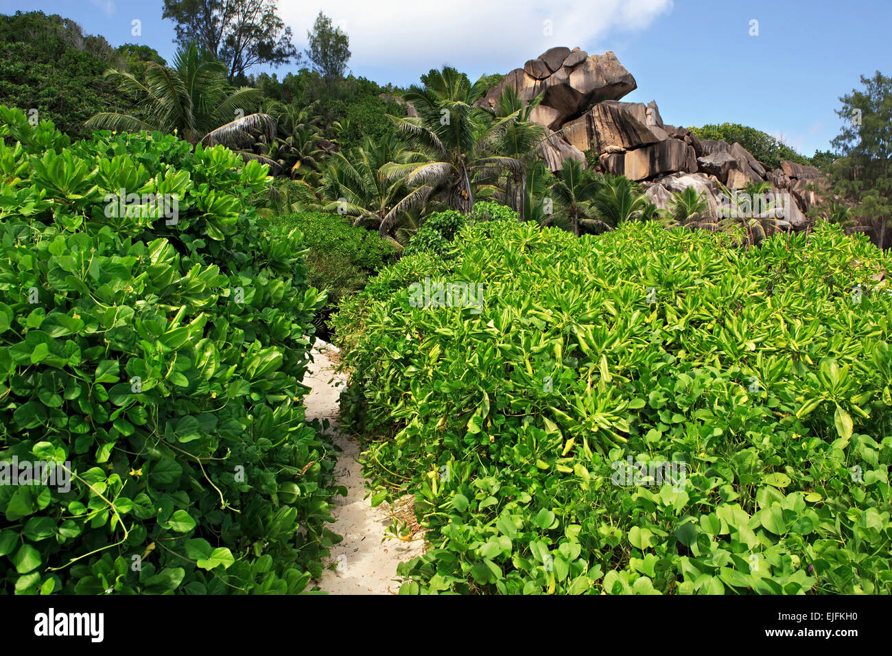 Mangroves on beach Banque de photographies et d’images à haute