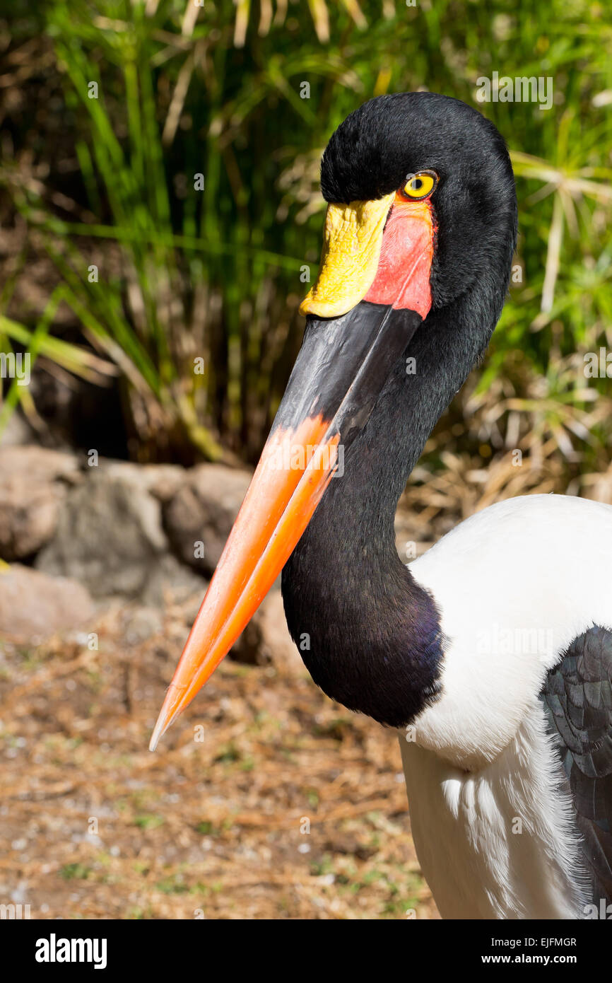 Saddle-billed stork (Ephippiorhynchus senegalensis) portrait Banque D'Images