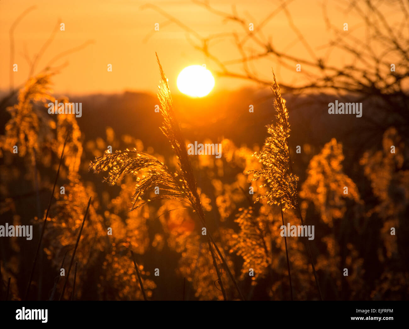 Coucher du soleil à travers les roselières sur Somerset Levels. Shapwick Heath, Marais d'Avalon, Somerset, England, UK Banque D'Images