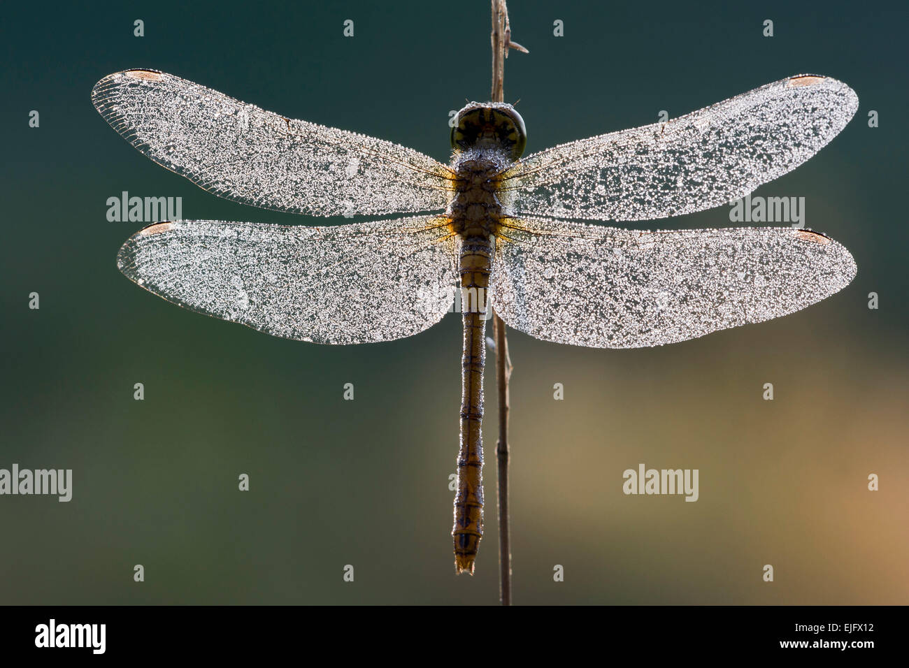 Dard commun dragonfly (Sympetrum striolatum), Burgenland, Autriche Banque D'Images