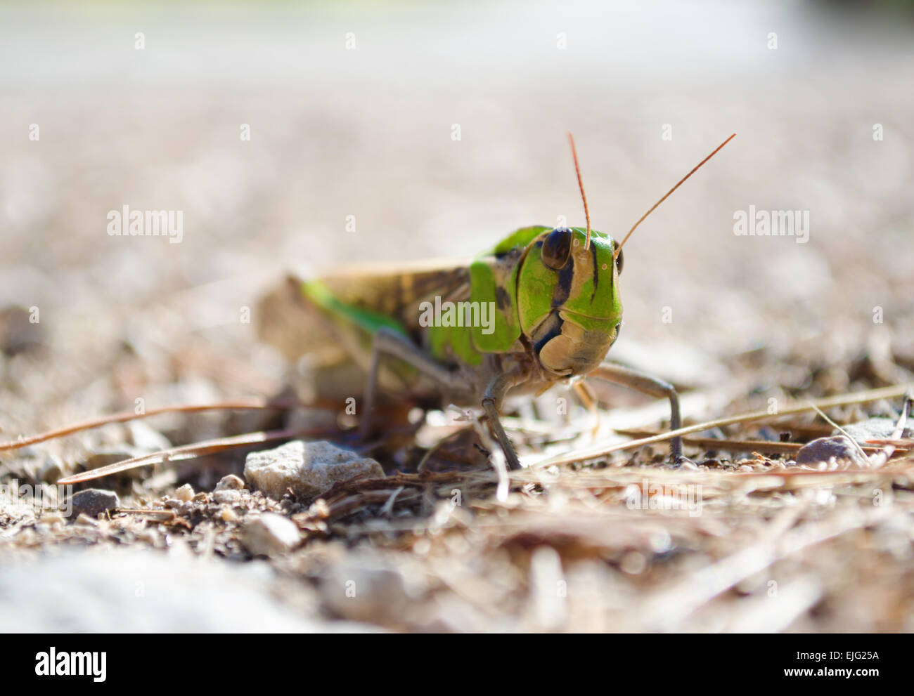 Low angle shot d'un criquet migrateur dans son habitat naturel. Vue de face. Cliché pris sur Majorque, Espagne. Banque D'Images