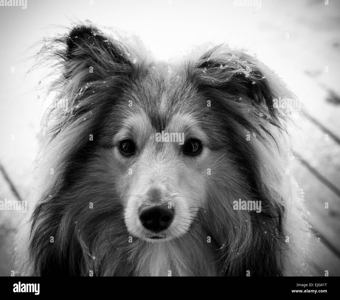 A 9 mois Shetland Sheepdog Sheltie () puppy portrait en noir et blanc avec de la neige fraîche portant sur la fourrure Banque D'Images