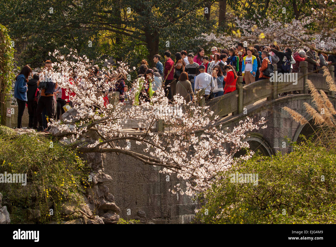 Les fleurs de cerisier visualisation dans Hangzhou Banque D'Images