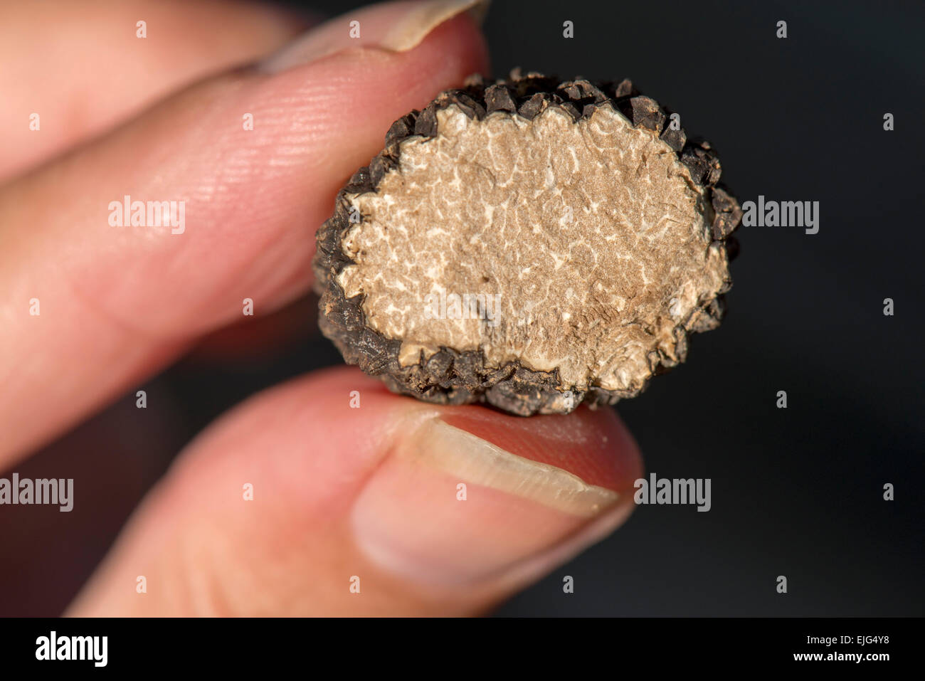 En attente de truffes Burgund main femelle réduit de moitié Perigord noir Dordogne France Banque D'Images