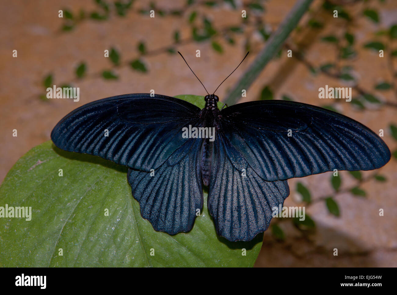 Papillon noir, grand Mormon Papilio memnon, papillon de la Thaïlande Banque D'Images