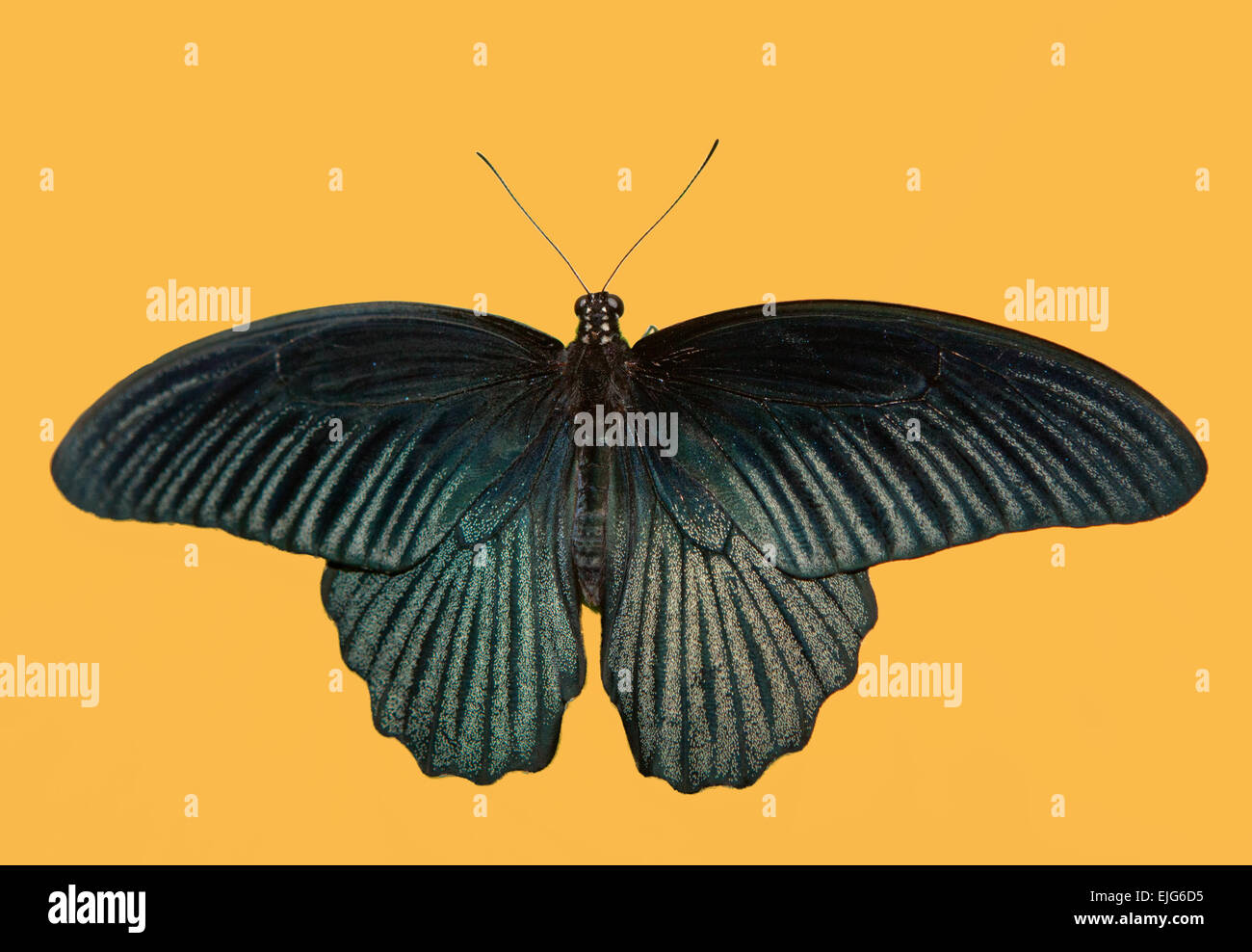 Papillon noir, grand Mormon Papilio memnon, papillon de la Thaïlande Banque D'Images