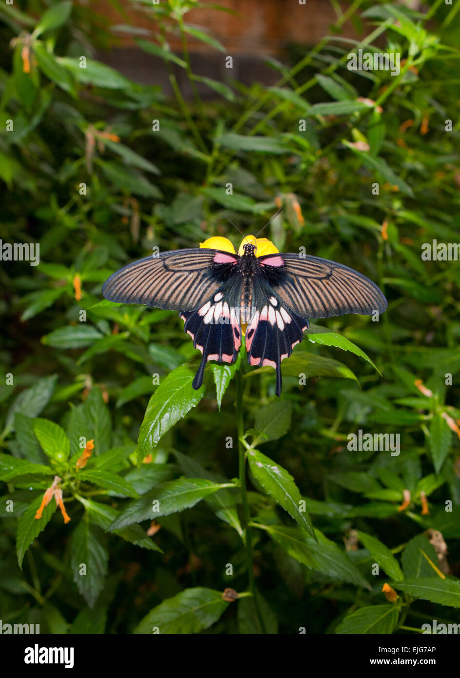 Détail de femelles mormon Papilio memnon agenor, percher sur fleur rose papillon Banque D'Images