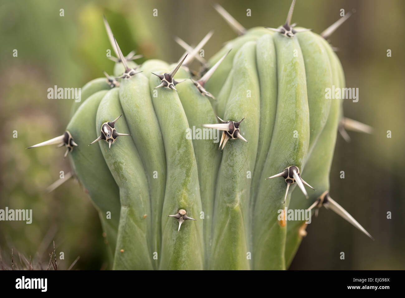 Cactus piquants à sec libre, fond vert Banque D'Images
