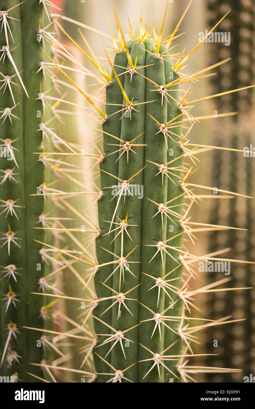 Fond vert d'épines d'un cactus closeup Banque D'Images