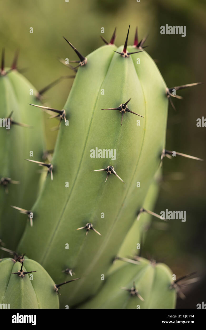 À sec de plus en plus piquants cactus closeup, fond vert Banque D'Images