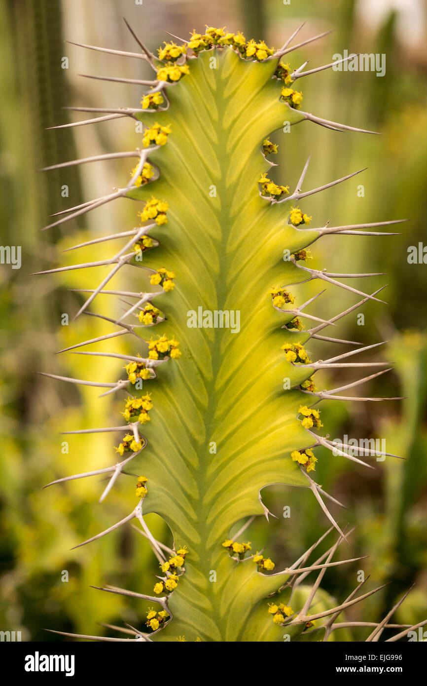 Fond vert d'aiguillons un cactus closeup Banque D'Images