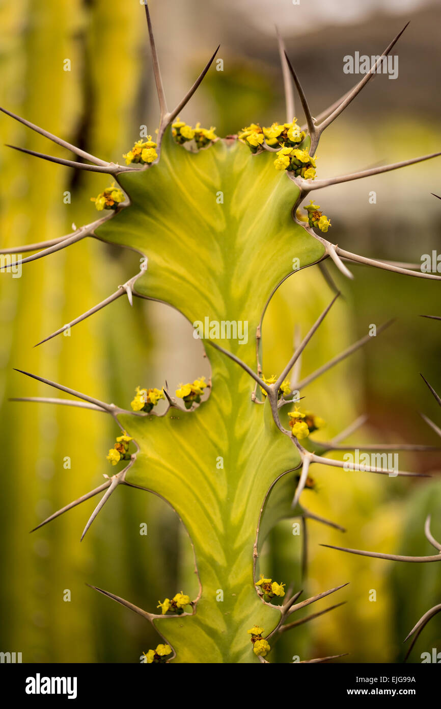 Des fleurs et des épines cactus closeup, fond vert Banque D'Images