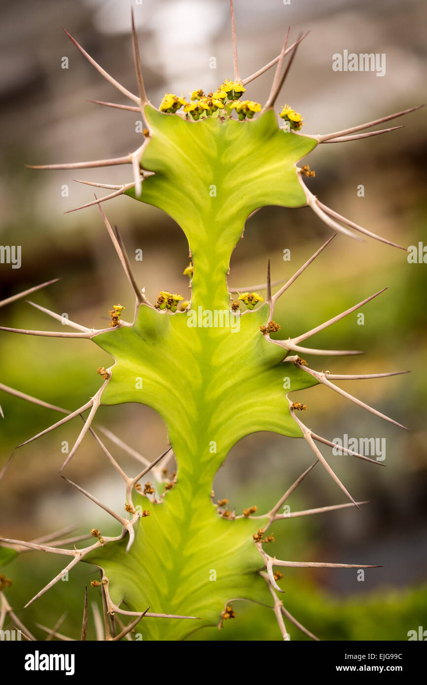Des fleurs et des épines cactus closeup, fond vert Banque D'Images