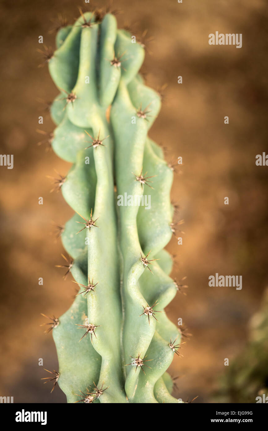 Épines sèches cactus poussant dans un pot libre Banque D'Images