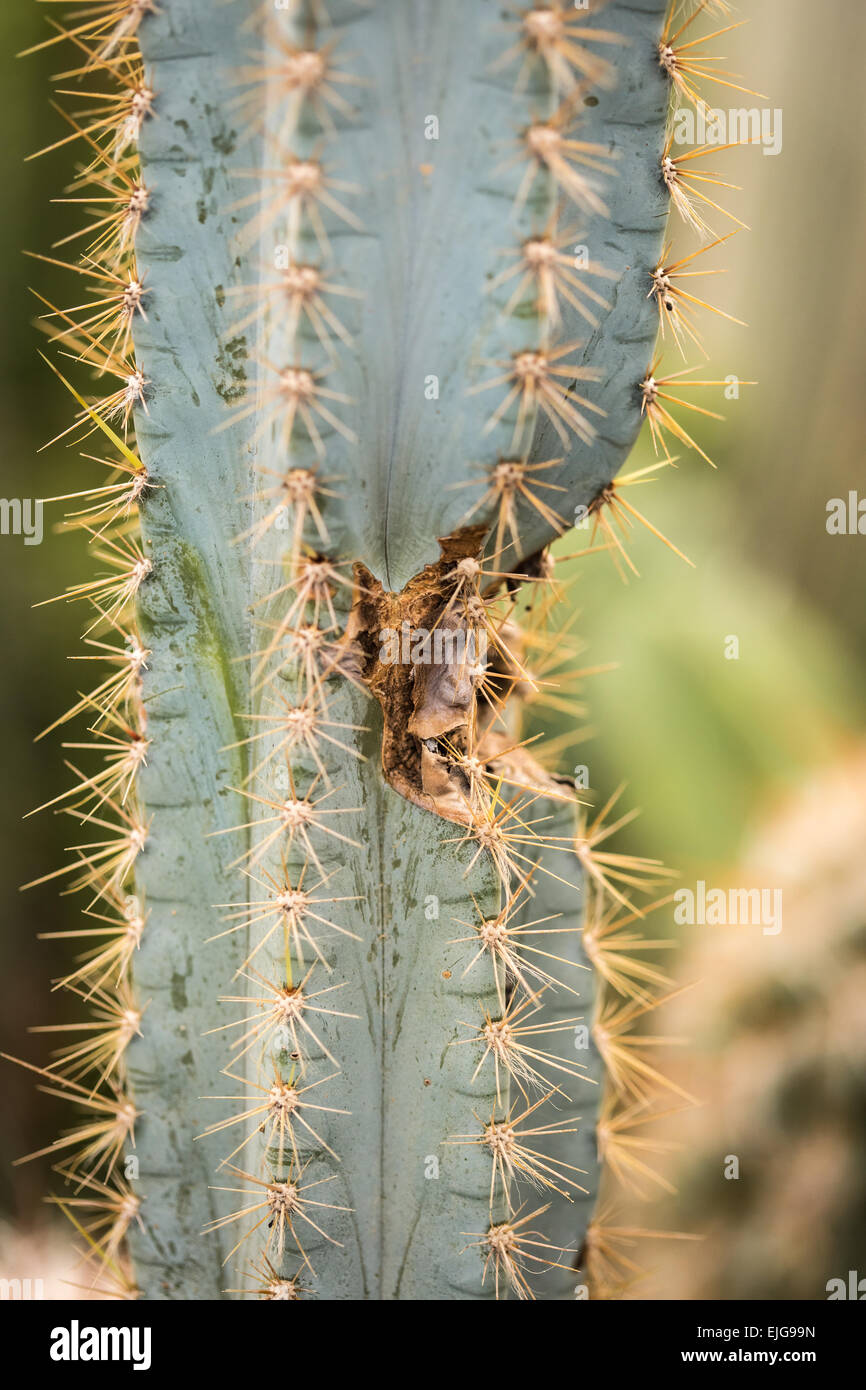 Fond vert, la croissance d'épines d'un cactus closeup Banque D'Images