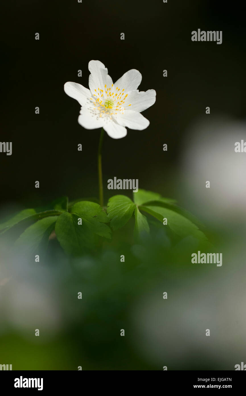 Anemone nemorosa Buschwindroeschen,bois,les anémones Banque D'Images