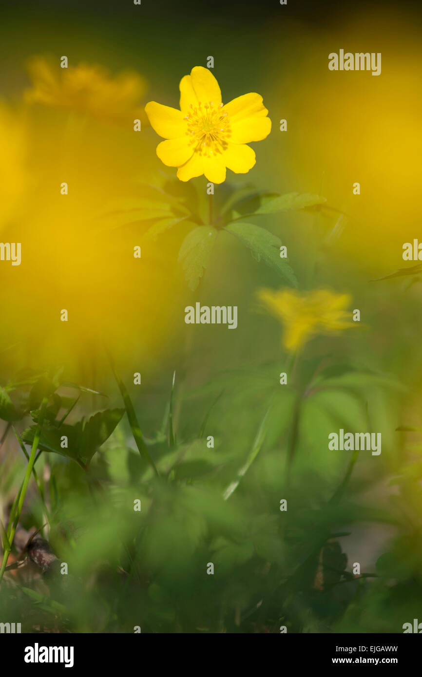 Anémone,Gelbes Windroeschen,Anémones jaune Banque D'Images