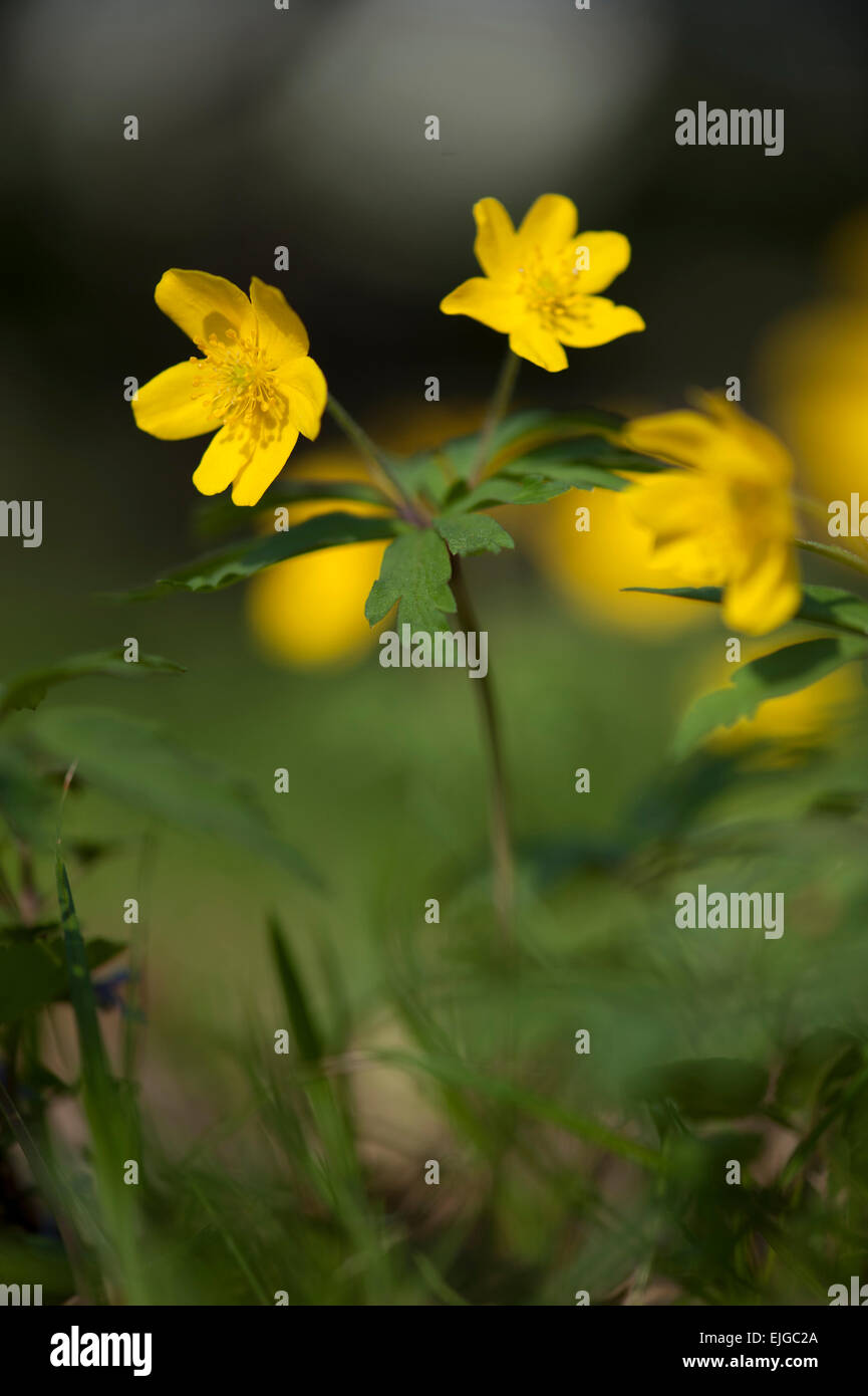 Anémone,Gelbes Windroeschen,Anémones jaune Banque D'Images