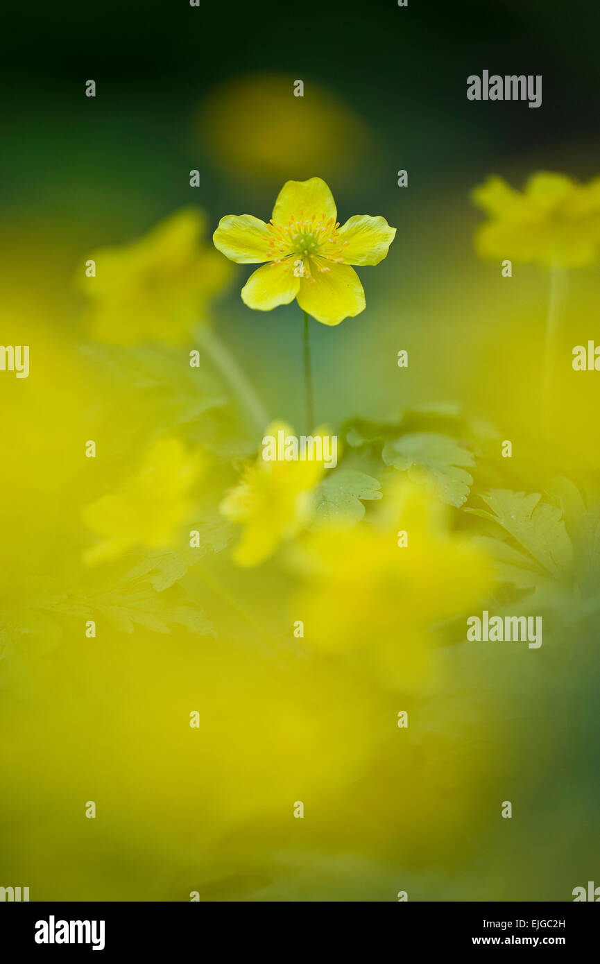 Anémone,Gelbes Windroeschen,Anémones jaune Banque D'Images