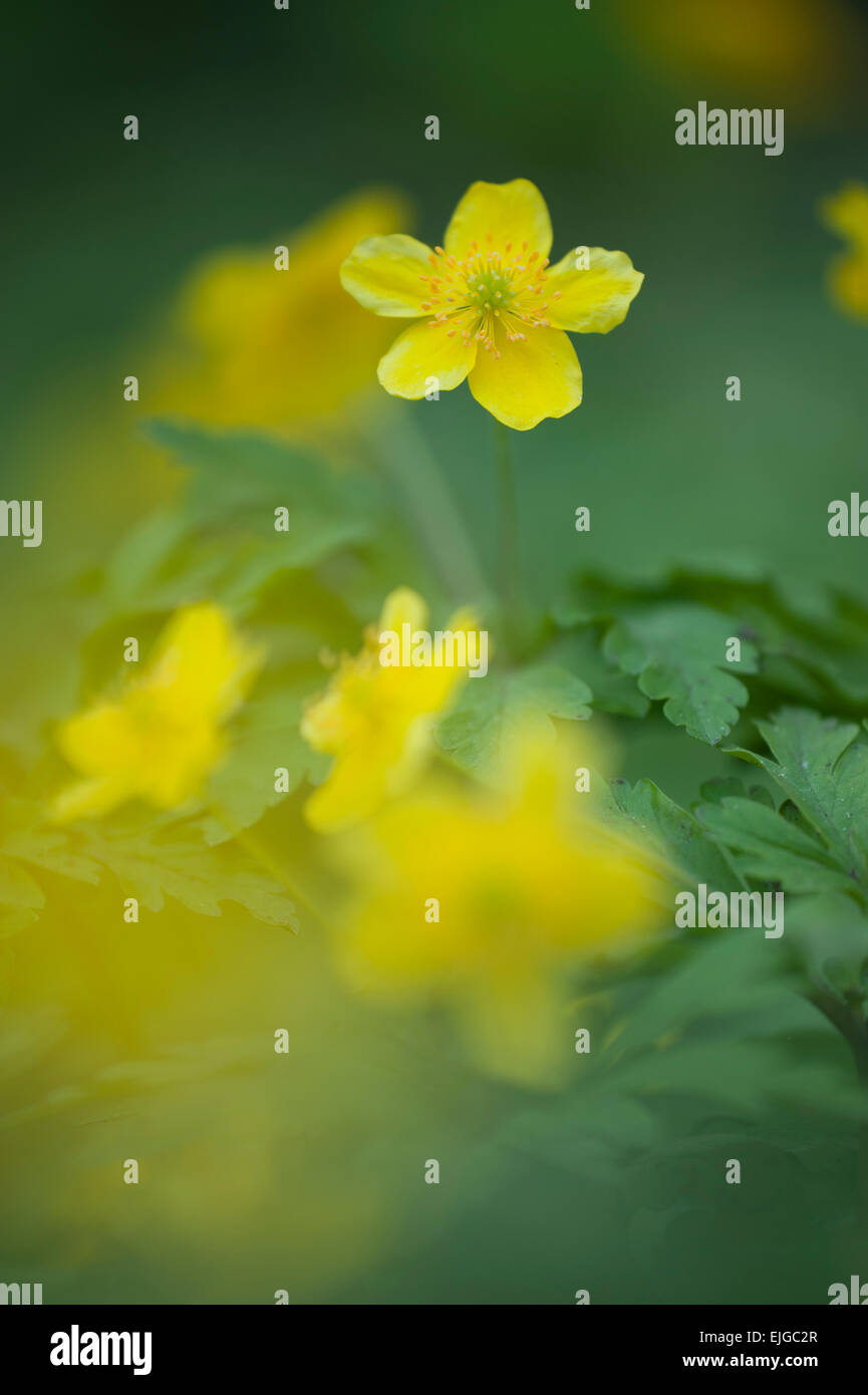 Anémone,Gelbes Windroeschen,Anémones jaune Banque D'Images
