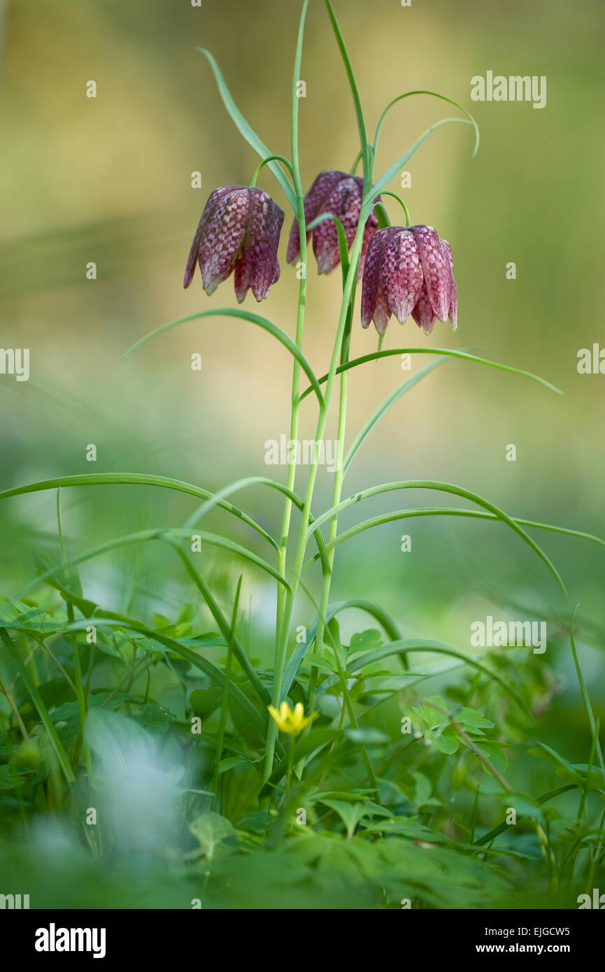 Fritillaria meleagris, Schachblume Gewoehnliche,Snakehead Fritillary Banque D'Images