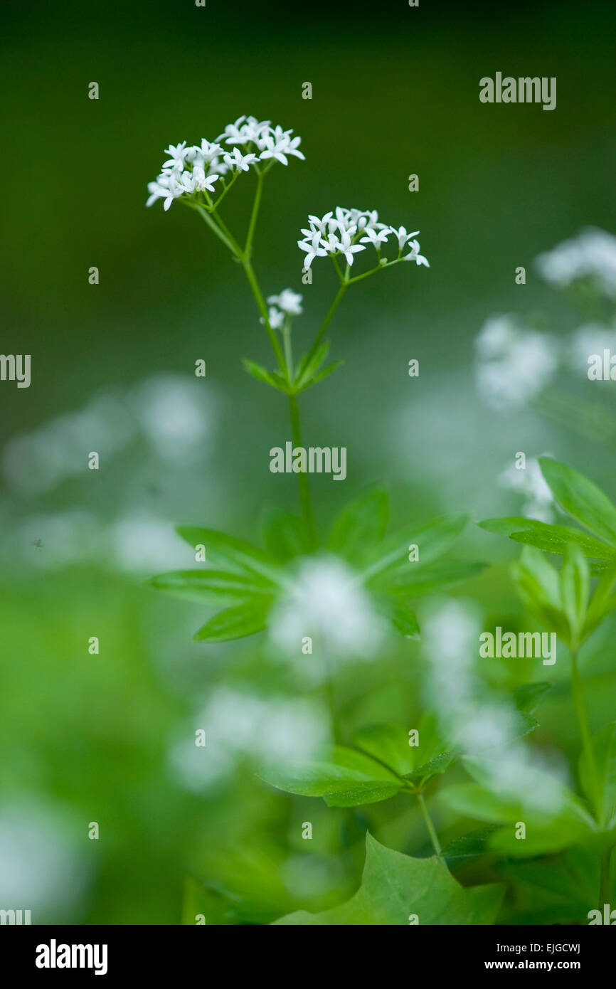 Le Galium odoratum,Echter Waldmeister, Sweet Woodruff Banque D'Images