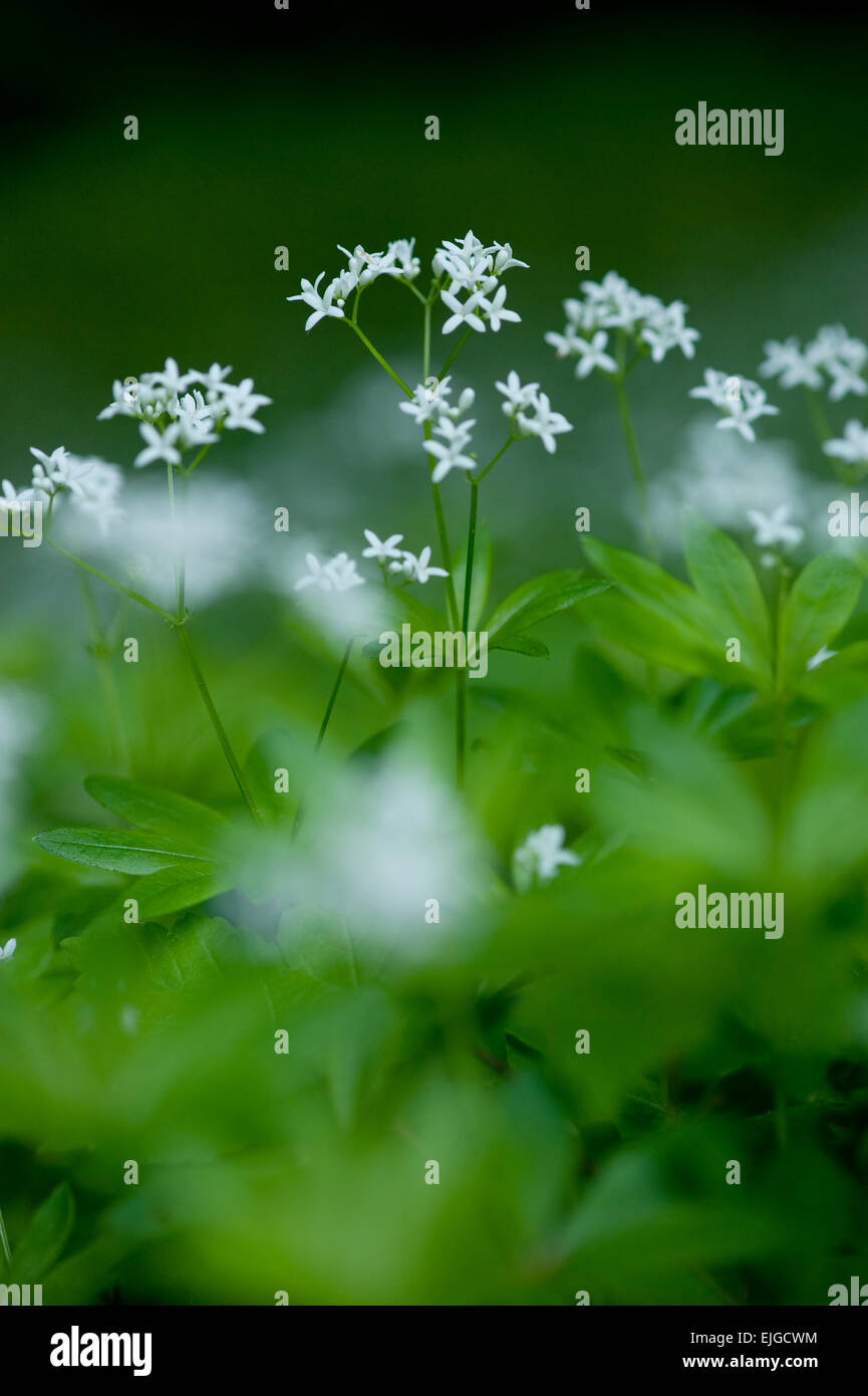 Le Galium odoratum,Echter Waldmeister, Sweet Woodruff Banque D'Images