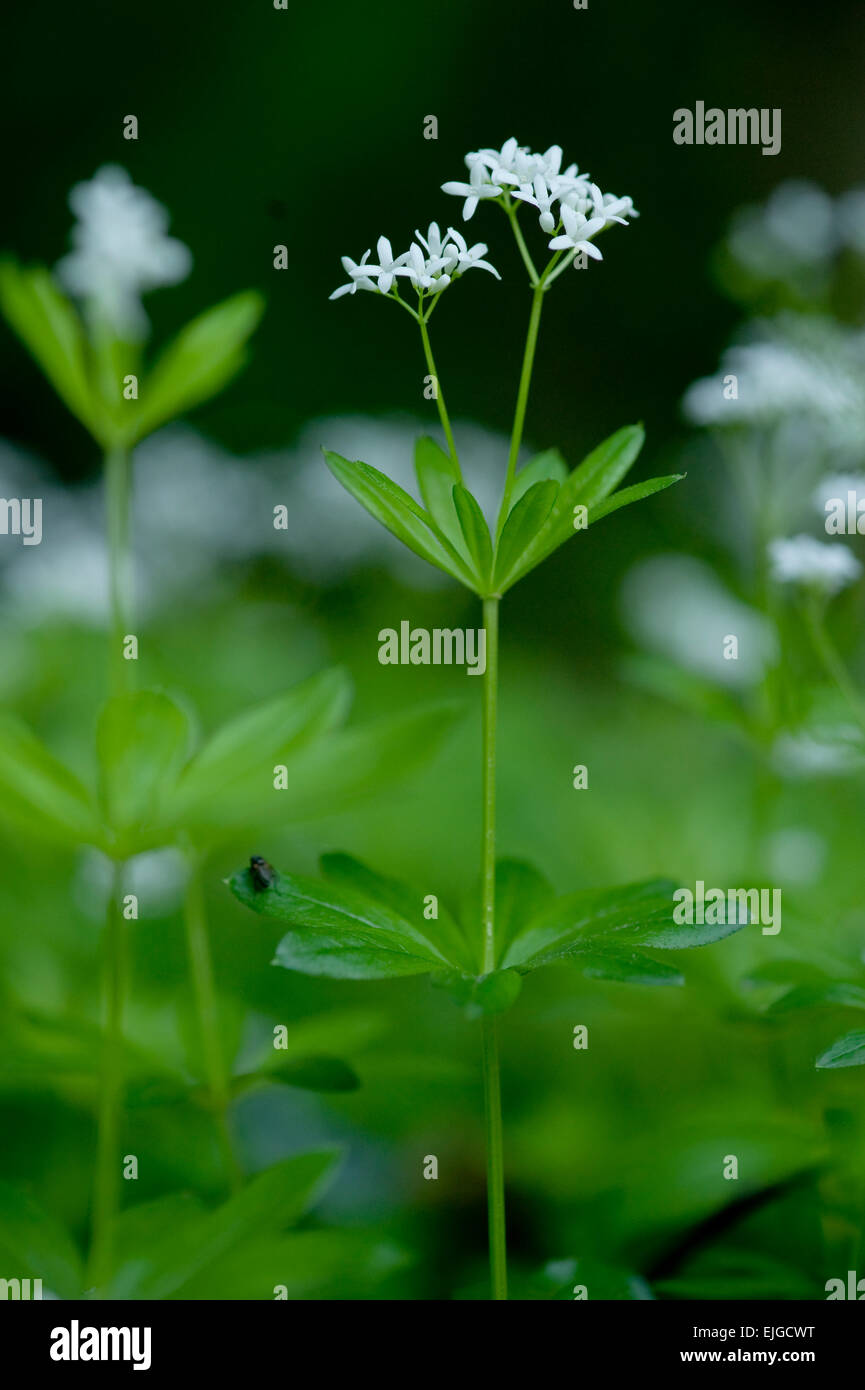 Le Galium odoratum,Echter Waldmeister, Sweet Woodruff Banque D'Images