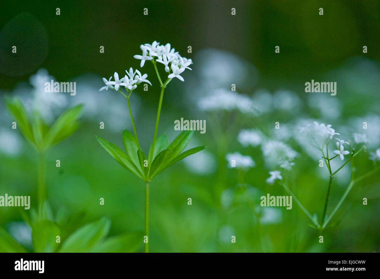 Le Galium odoratum,Echter Waldmeister, Sweet Woodruff Banque D'Images