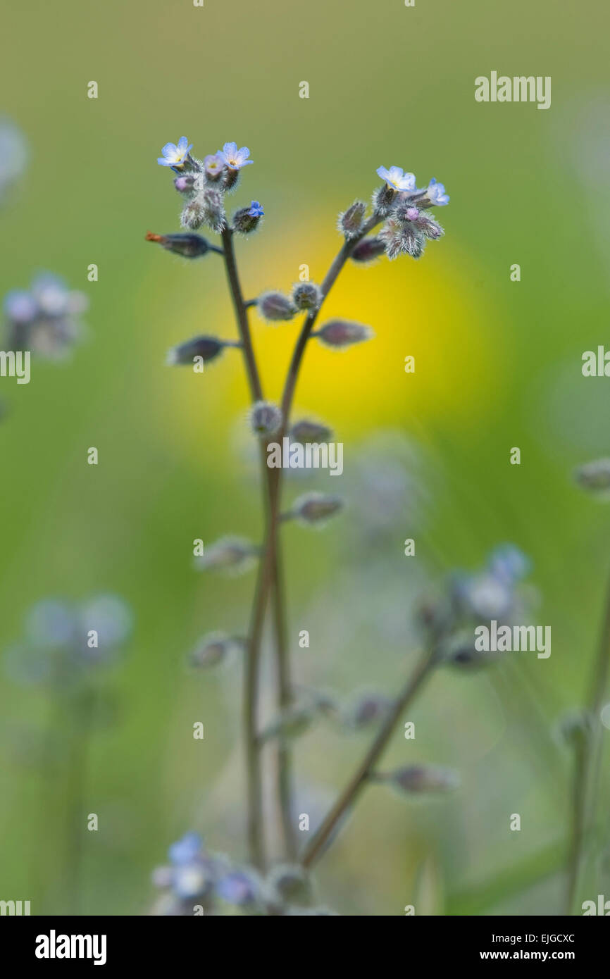 Myosotis ramosissima, Huegel-Vergissmeinnicht,forget-me-not Banque D'Images