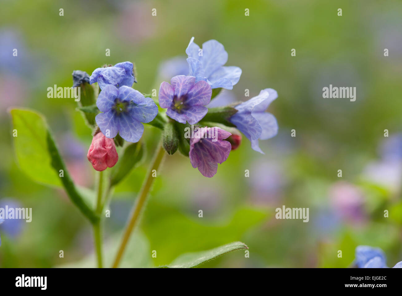 Pulmonaria officinalis,herbe,Lungenkraut Banque D'Images