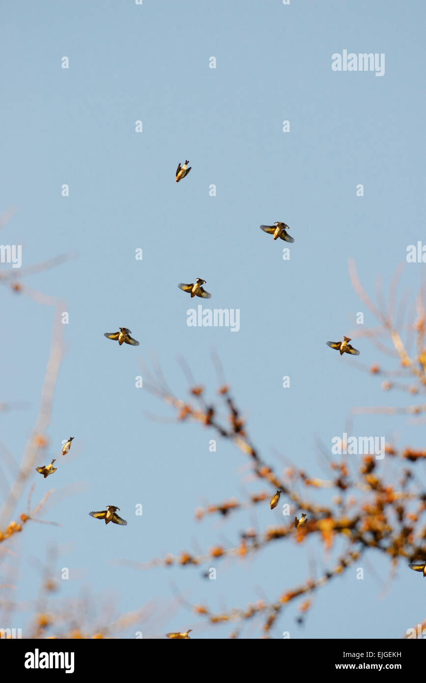 Un troupeau ou charme de chardonnerets, Carduelis carduelis sur bois de mélèze en hiver, le Pays de Galles, Royaume-Uni. Banque D'Images