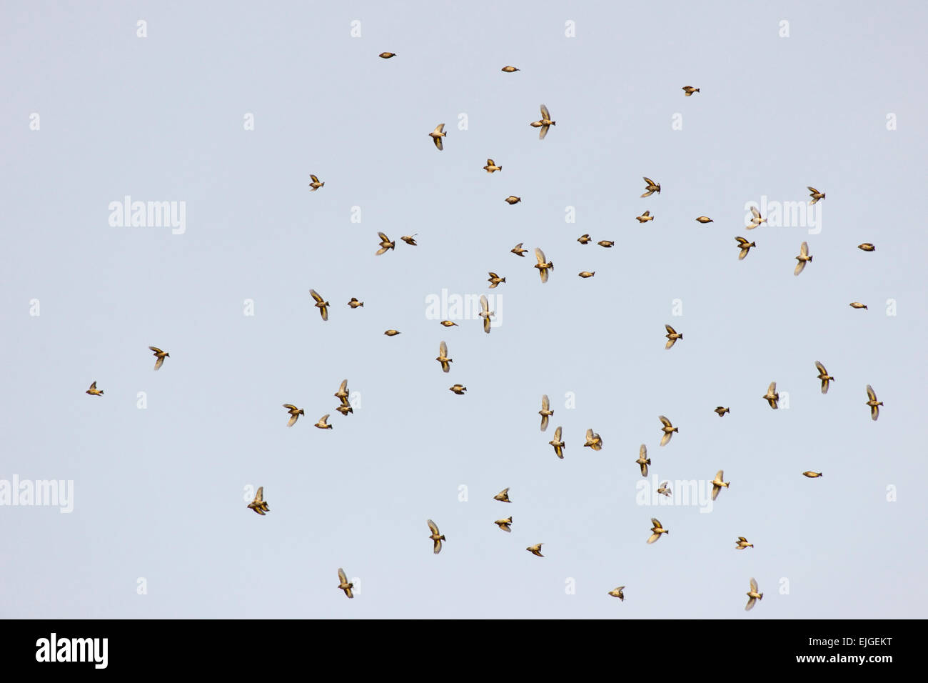 Un troupeau ou charme de chardonnerets, Carduelis carduelis, en hiver, le Pays de Galles, Royaume-Uni. Banque D'Images