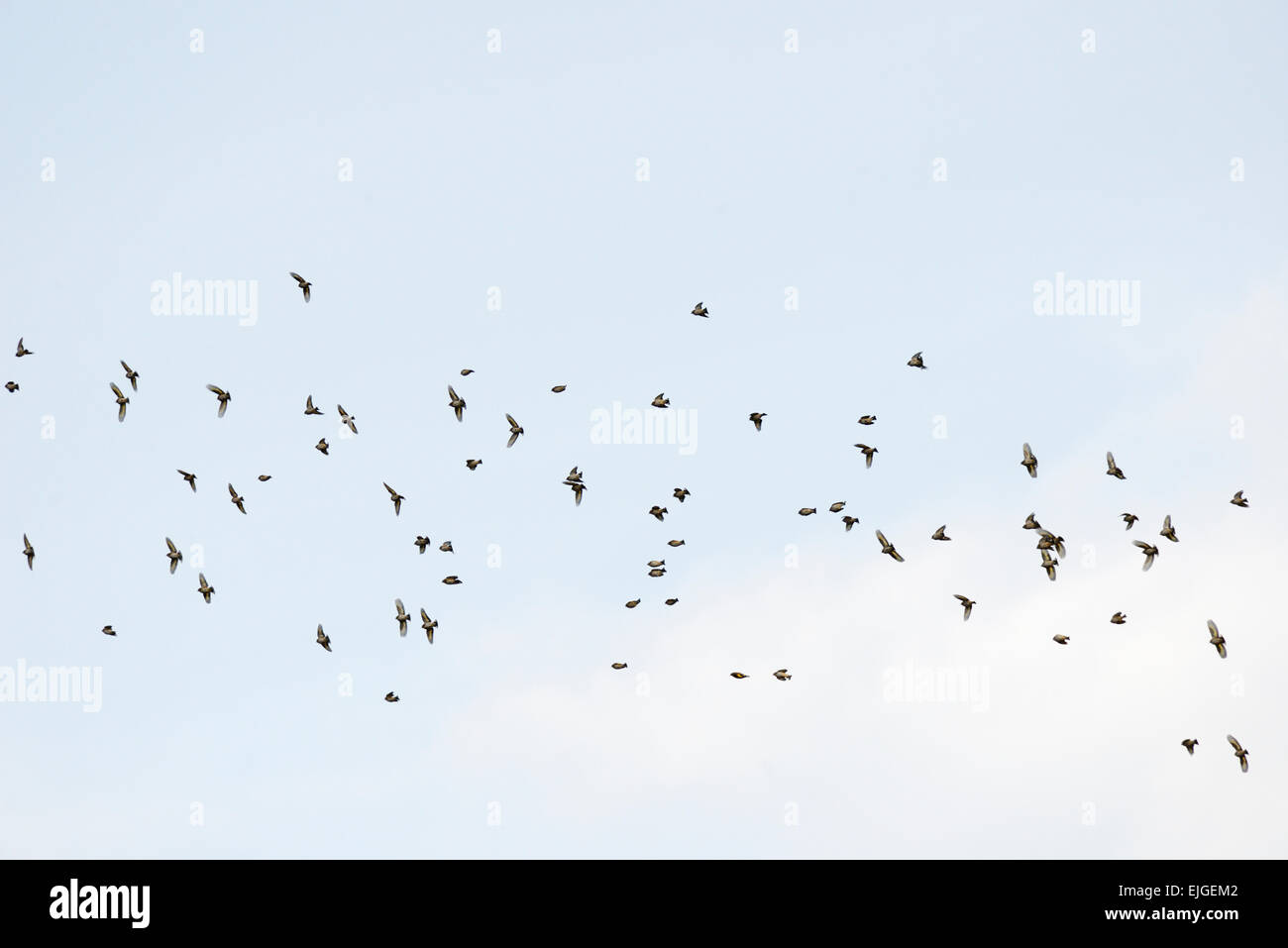 Un troupeau ou charme de chardonnerets, Carduelis carduelis, en hiver, le Pays de Galles, Royaume-Uni. Banque D'Images