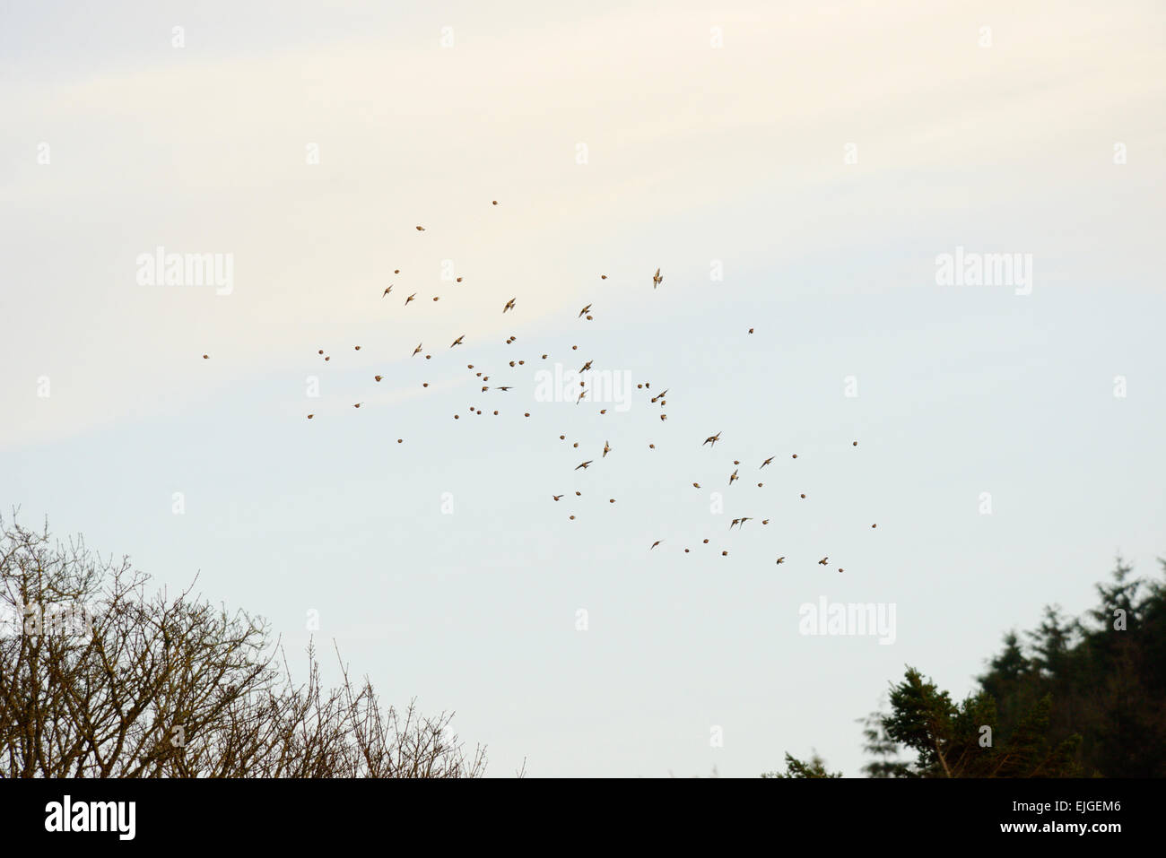 Un troupeau ou charme de chardonnerets, Carduelis carduelis sur bois de mélèze en hiver, le Pays de Galles, Royaume-Uni. Banque D'Images