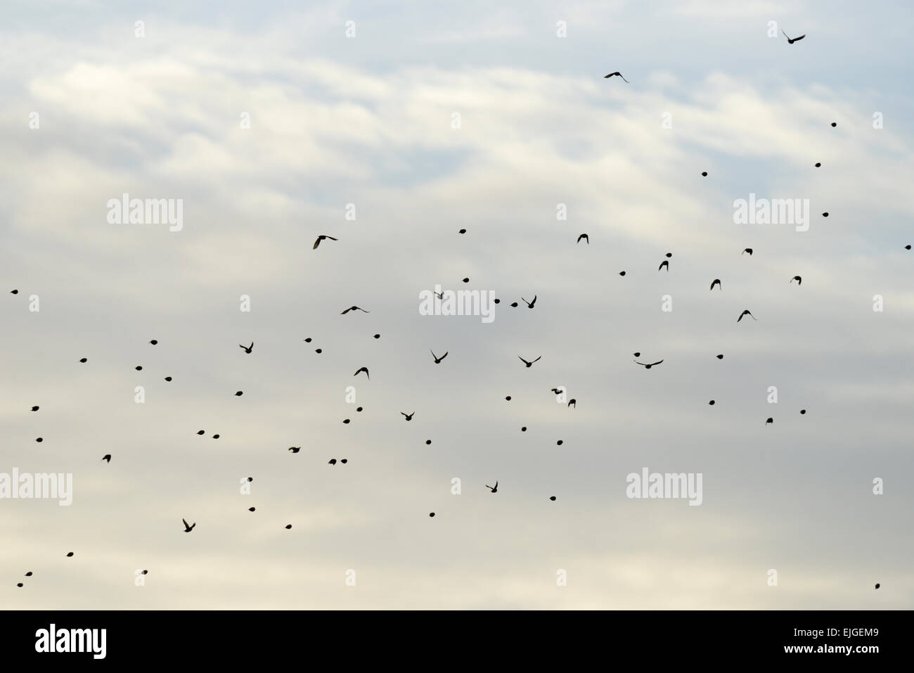 Un troupeau ou charme de chardonnerets, Carduelis carduelis en vol en hiver, le Pays de Galles, Royaume-Uni. Banque D'Images