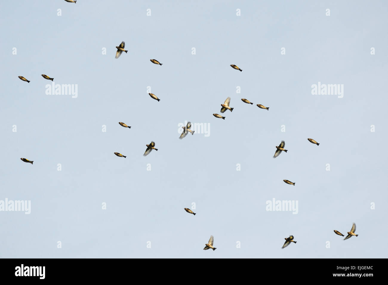 Un troupeau ou charme de chardonnerets, Carduelis carduelis en vol en hiver, le Pays de Galles, Royaume-Uni. Banque D'Images