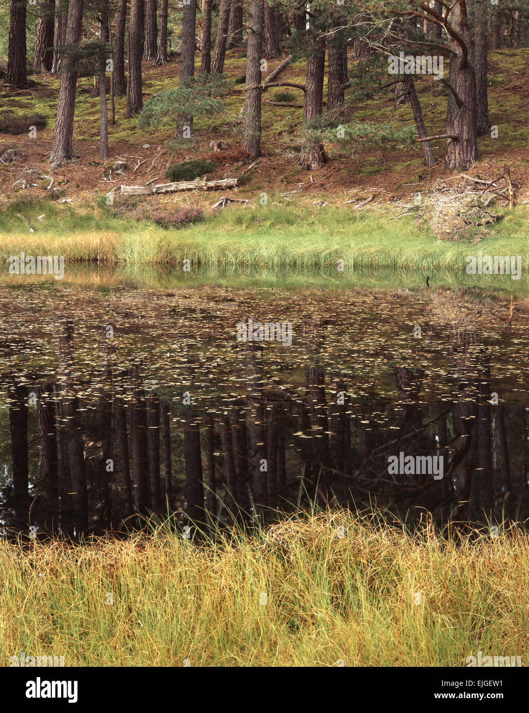 Des troncs de pins reflète dans une forêt près de Rothiemurchus Lochan dans Loch Eilean Banque D'Images