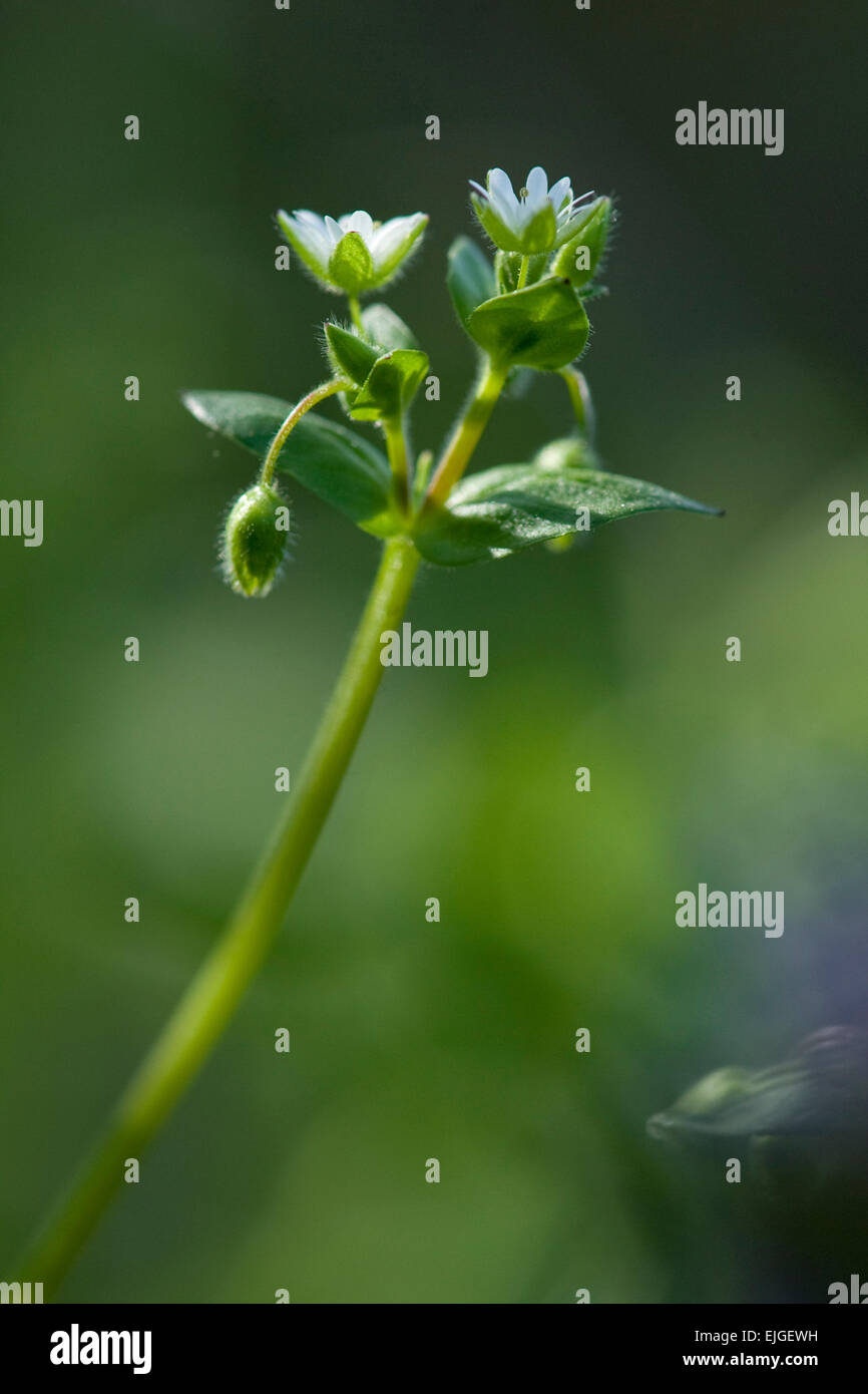 Stellaria media, Vogel-Sternmiere,mouron Banque D'Images