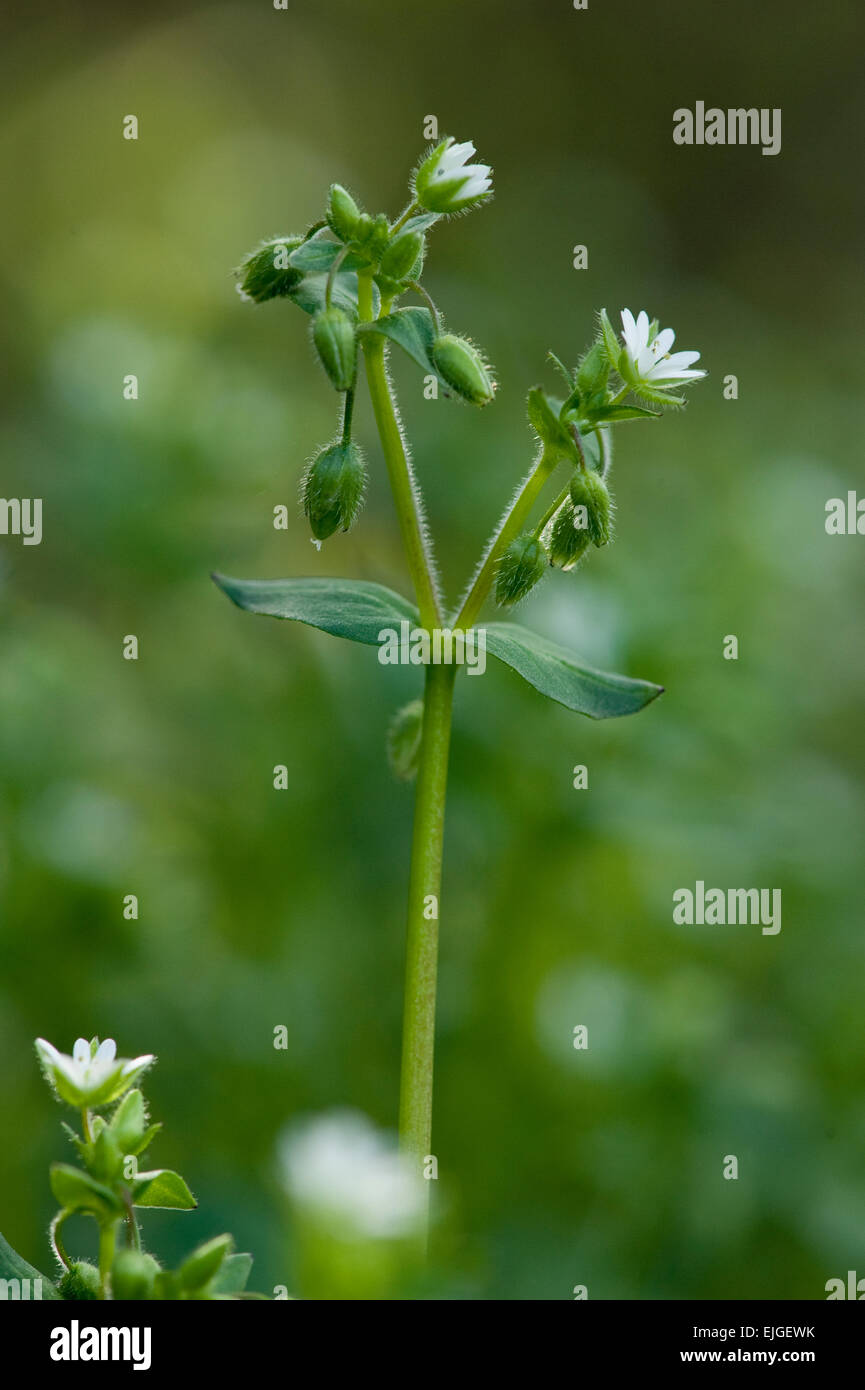 Stellaria media, Vogel-Sternmiere,mouron Banque D'Images