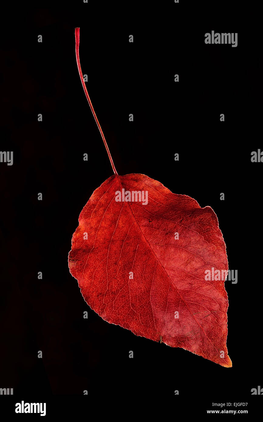Un seul Bradford Pear Tree leaf en couleurs d'automne sur un fond noir Banque D'Images
