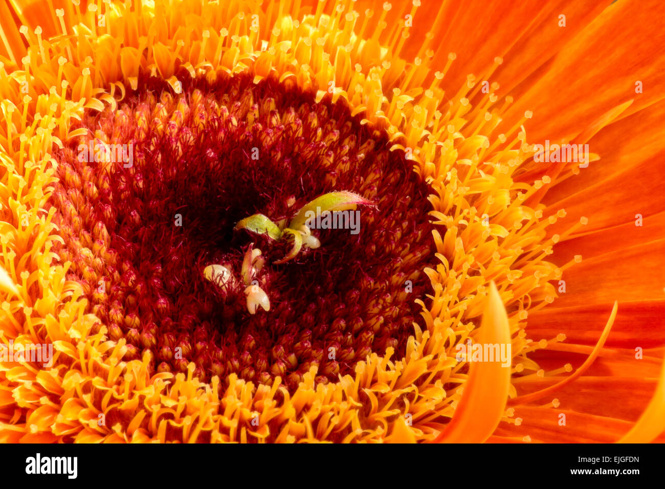 Close-up / macro d'un Gerbera Orange Daisy Banque D'Images