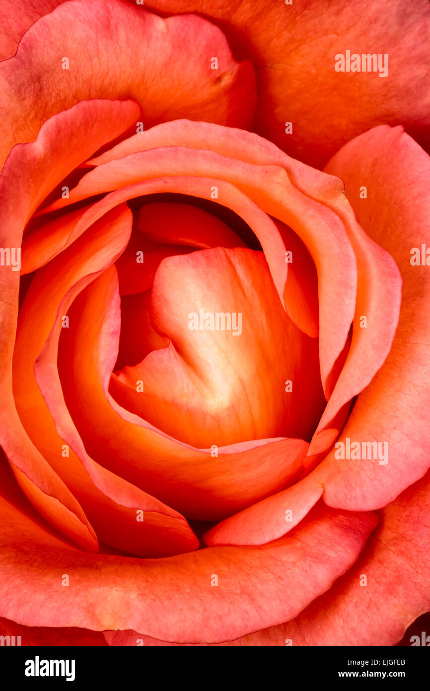 Rose Orange Blossom Banque D'Images