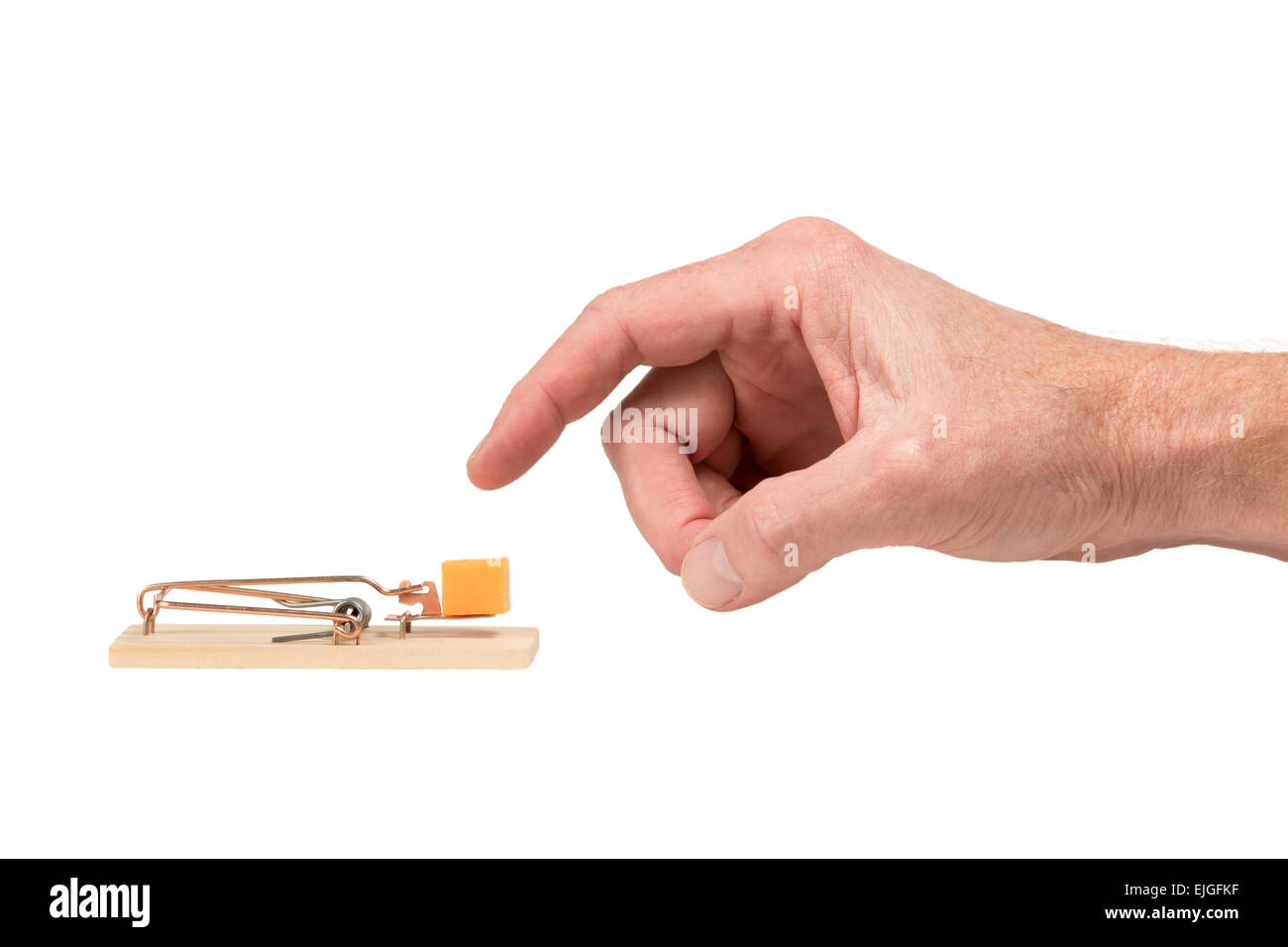 Doigt pour pousser l'homme sur un grand morceau de fromage cheddar placés comme appât dans un piège à souris à ressort classique. Banque D'Images