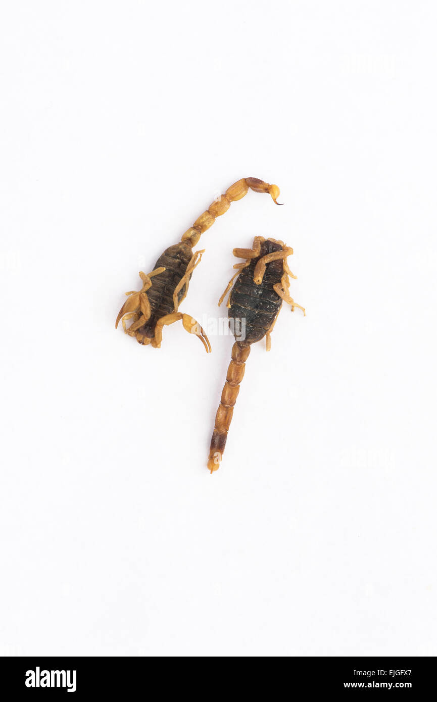 Les insectes comestibles. Scorpions sur fond blanc Banque D'Images