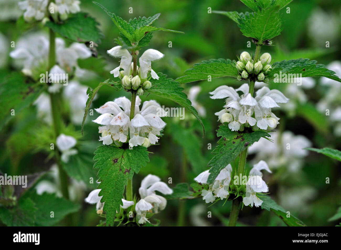 Deadnettle blanc / blanc / blanc ortie ortie-morts (Lamium album) en fleurs Banque D'Images