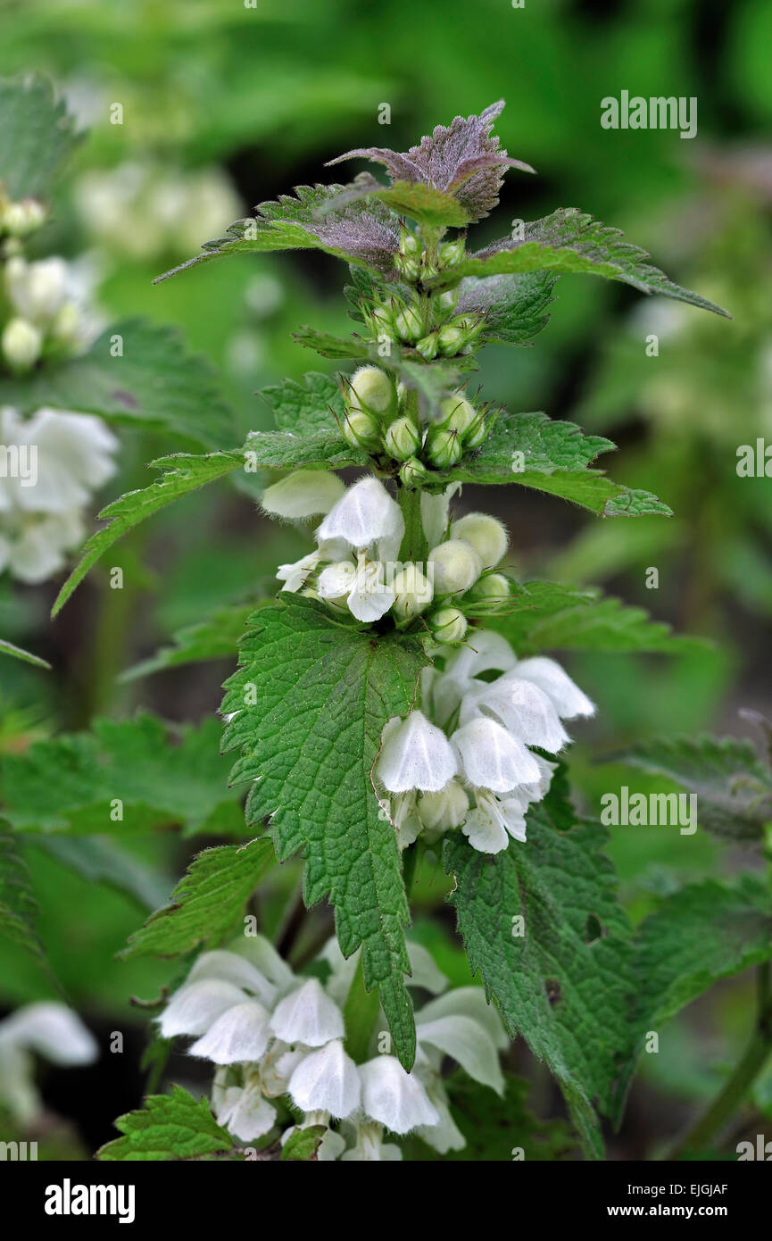 Deadnettle blanc / blanc / blanc ortie ortie-morts (Lamium album) en fleurs Banque D'Images
