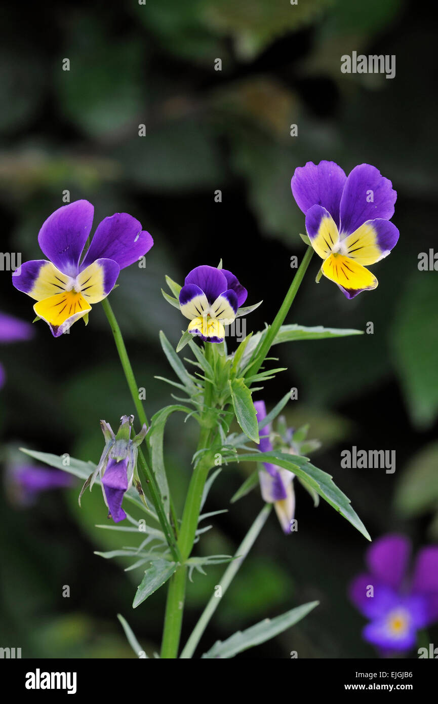 Pensée sauvage / heartsease / Heart's Ease / Heart's Delight / tickle-my-plaqués (Viola tricolor) en fleurs Banque D'Images