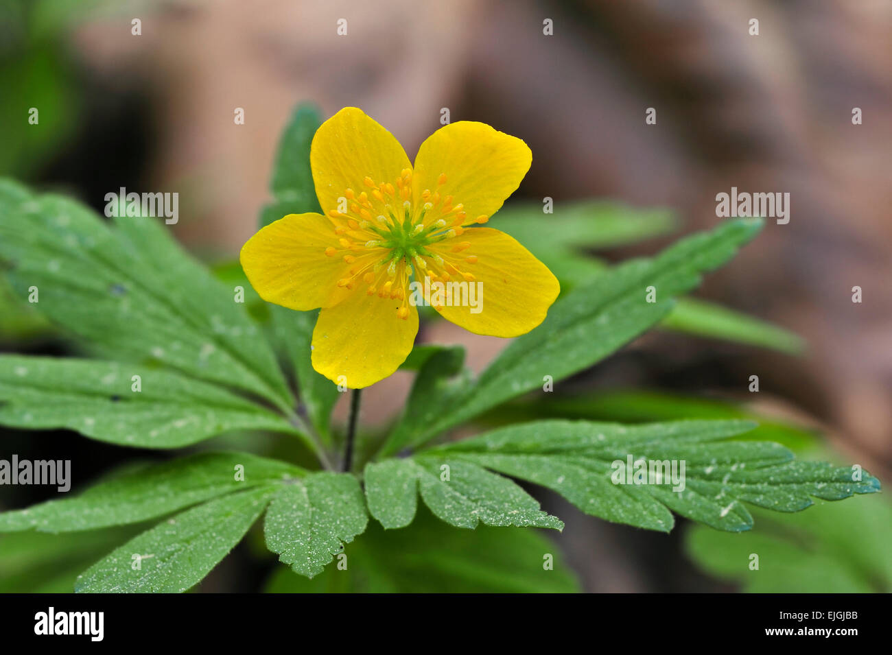 Anémone des bois jaune / anémone renoncule (Anemone ranunculoides) en fleurs Banque D'Images