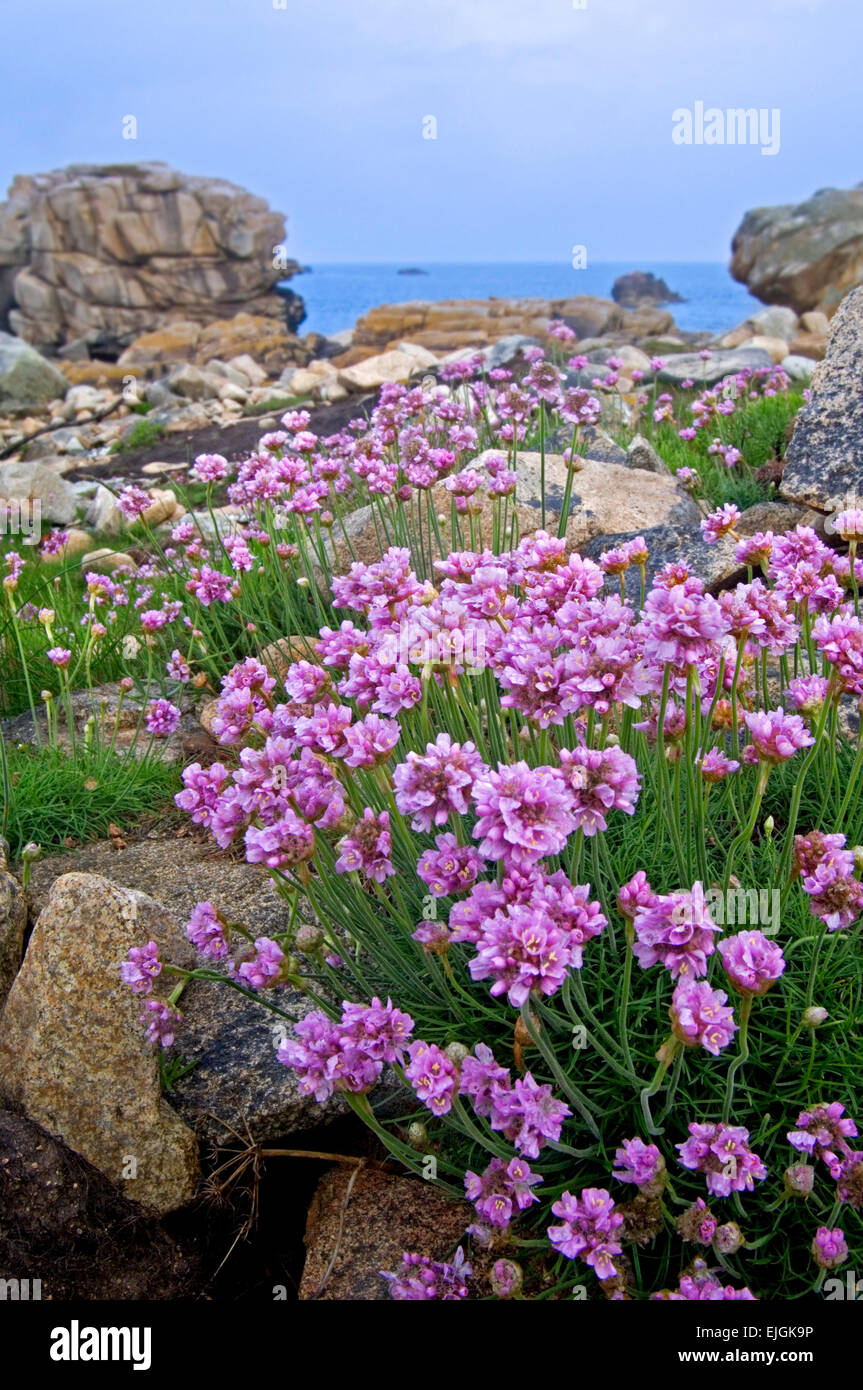 L'économie / la mer / sea Thrift Armeria maritima (rose) en fleur au milieu des rochers Banque D'Images